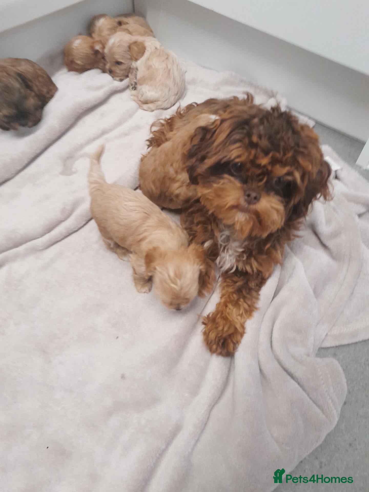 Maltipoo dogs Extensively DNA clear ASIAN maltipoo - Advert 2