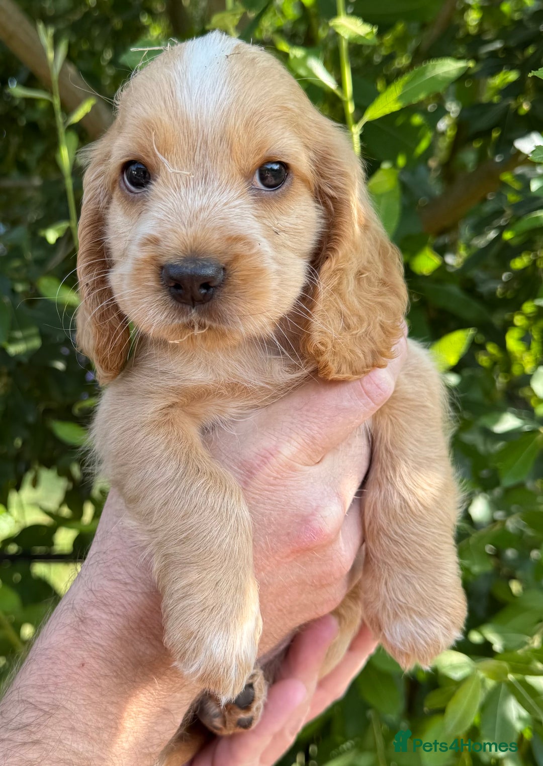 Cocker Spaniel dogs for sale: Show Type Cocker Spaniels - Image 17