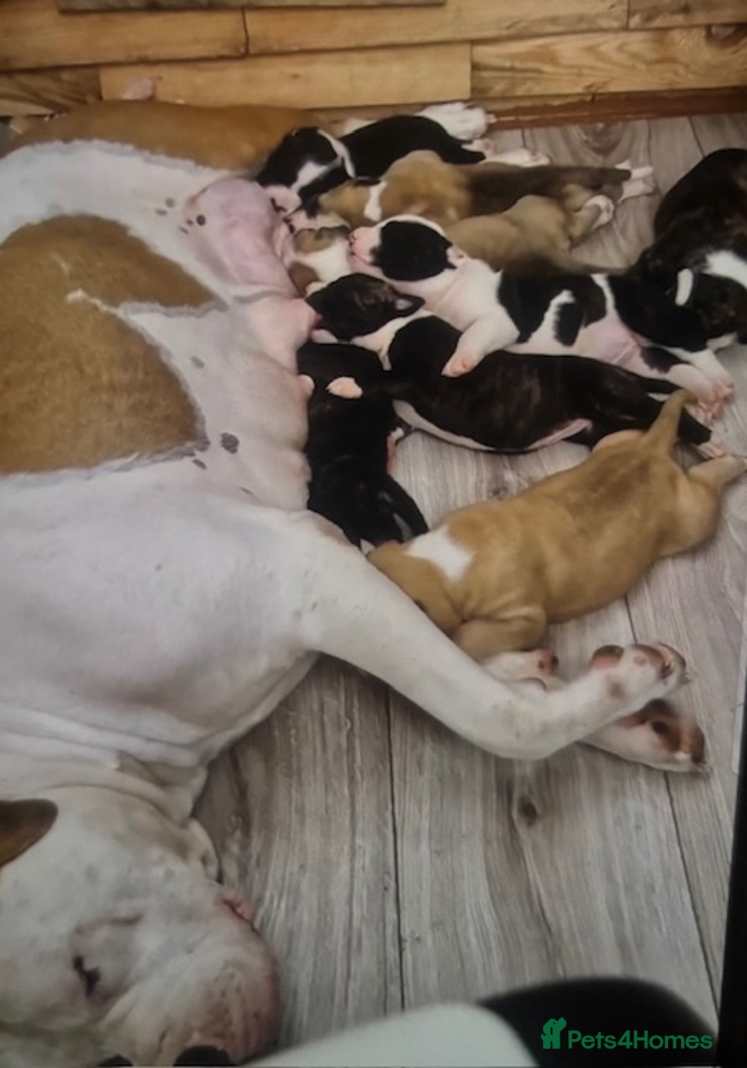 American Bulldog dogs for sale: Chunky American bulldog puppies - Image 4