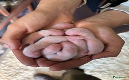 Ferret rodents for sale: Albino ferret kits  - Image 8