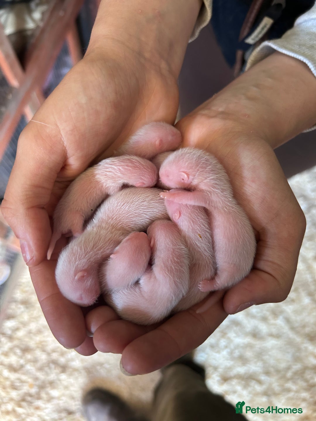 Ferret rodents for sale: Albino ferret kits  - Image 8