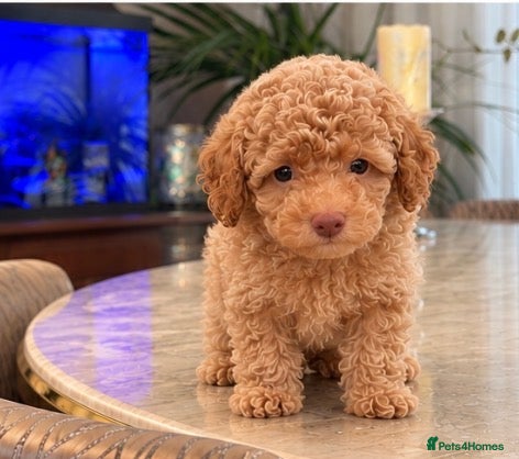 Toy Poodle dogs 10 weeks old toilet trained toy poodle puppies  - Advert 2