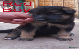 German Shepherd dogs for sale: Beautiful Chunky German Shepherd Puppies - Image 8