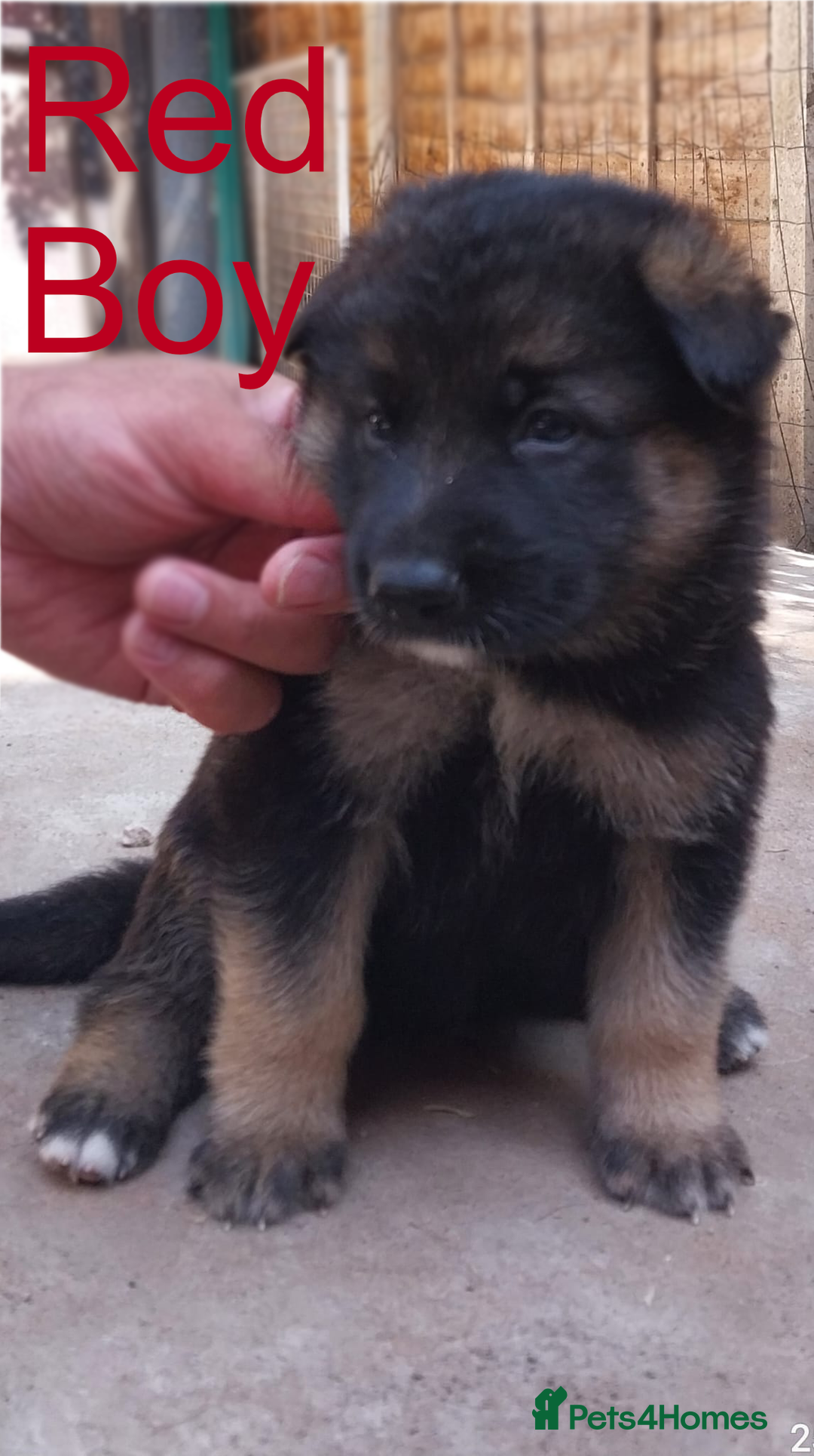 German Shepherd dogs for sale: Beautiful Chunky German Shepherd Puppies - Image 8