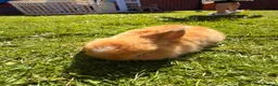 Mini Lop rabbits for sale: Beautiful Mini Lop baby rabbits - Advert 5