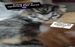 Mixed Breed cats for sale: Kittens - Image 3