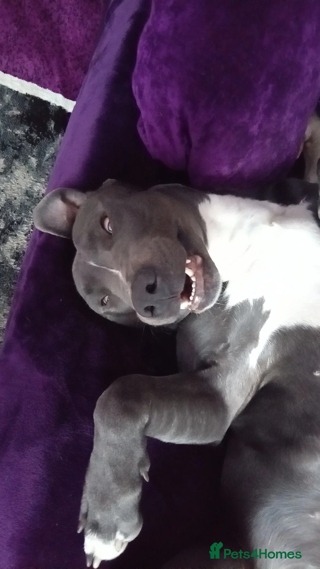 Mixed Breed dogs for sale: Lurcher x American bully  - Advert 3