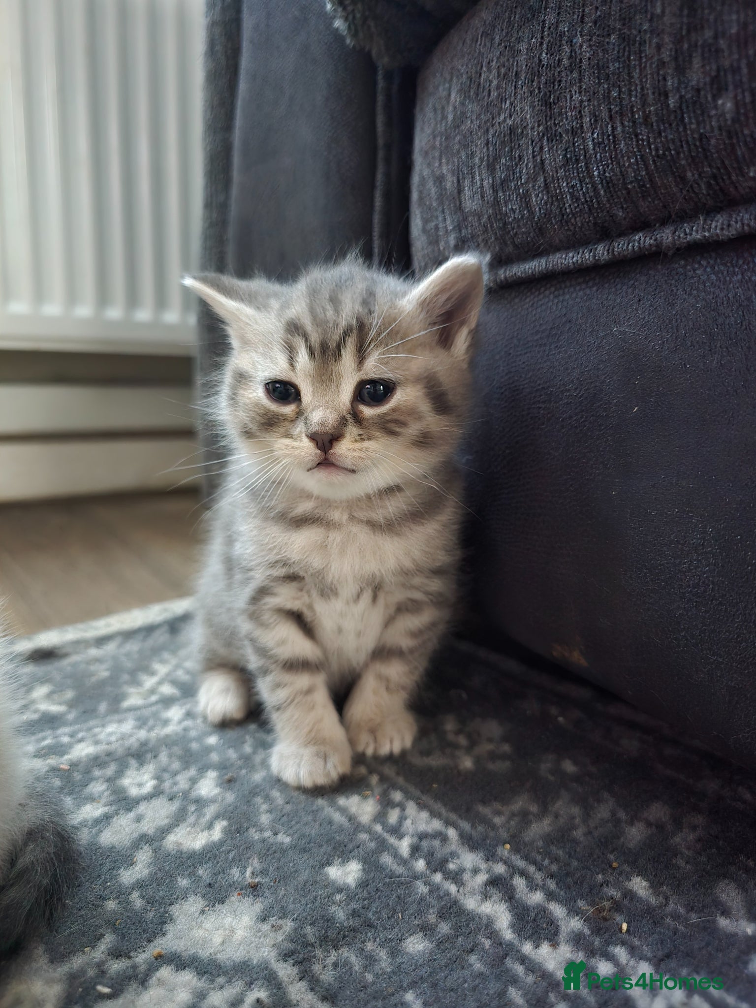 British Shorthair Kitten 1
