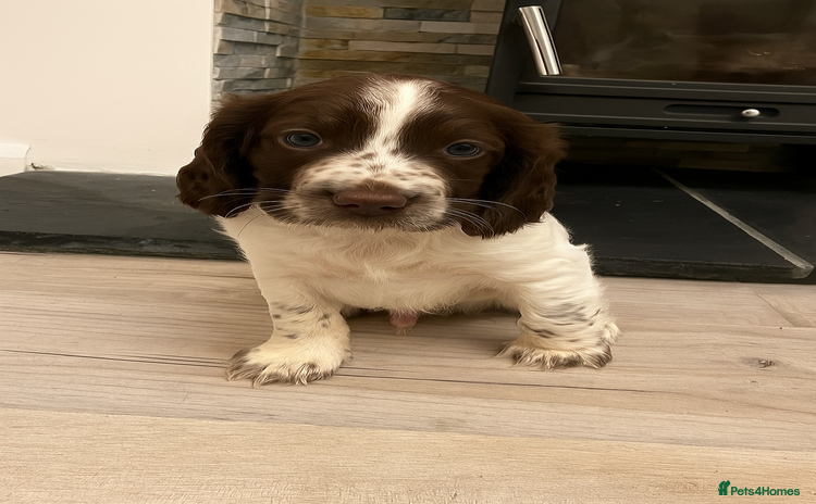 Sprocker dogs - Advert 5