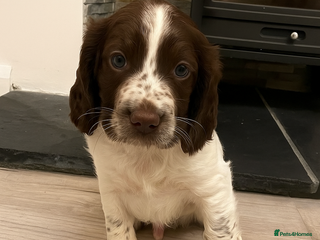 Sprocker dogs Stunning Sprocker puppies available - Advert 13