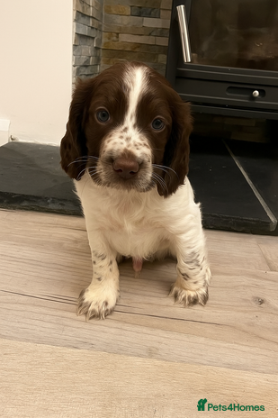 Sprocker dogs - Advert 5