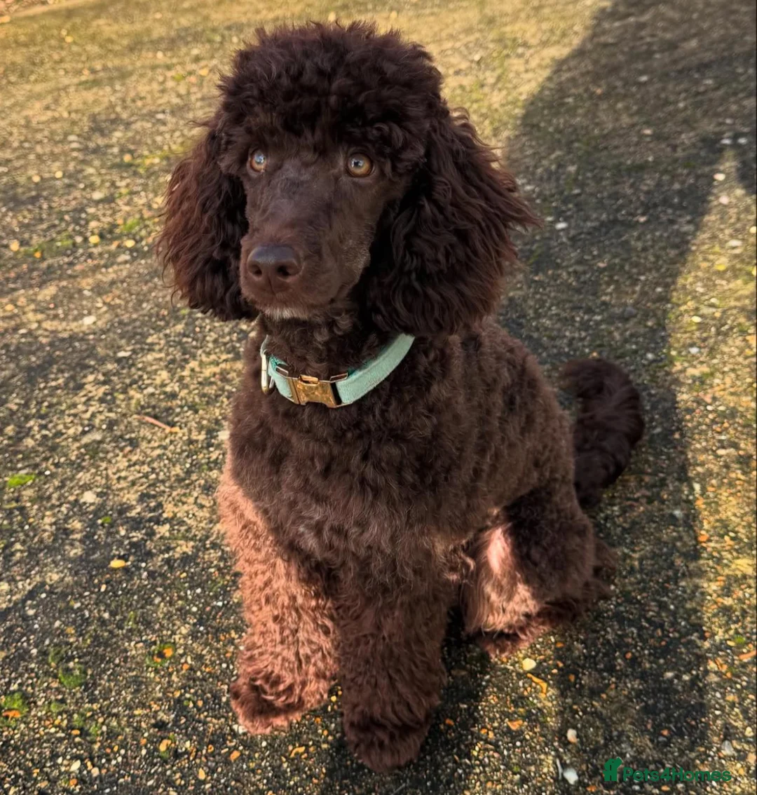 Miniature Poodle dogs for stud: Vinnie minature poodle Stud-choco health tested in Haywards Heath - Advert 2