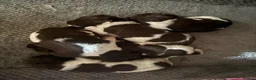 English Springer Spaniel dogs for sale: English Springer Spaniels  - Advert 3