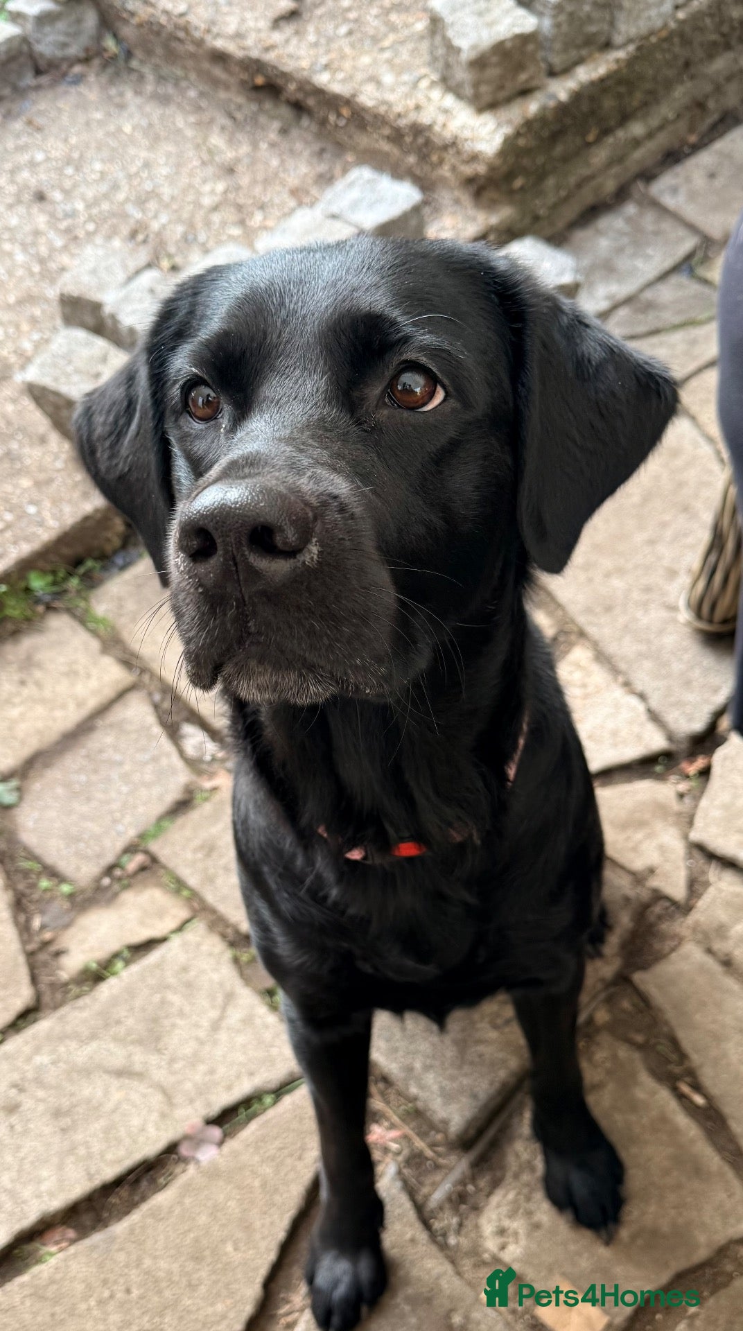Labrador Retriever dogs Beautiful black lab needs a loving home - Advert 1
