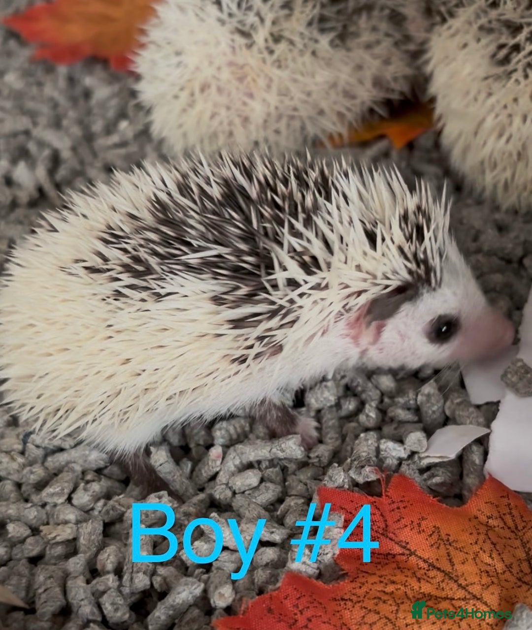 Pygmy Hedgehog rodents for sale: Male and female Pygmy hedgehogs ready to reserve - Image 14