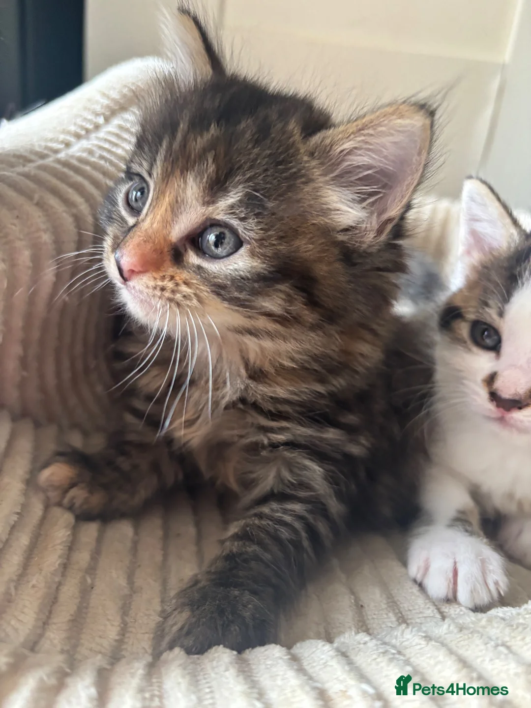 Mixed Breed cats for sale: Final three kittens - Advert 2