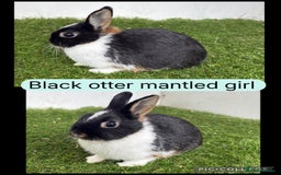 Netherland Dwarf rabbits for sale: Netherland dwarf babies  - Image 3