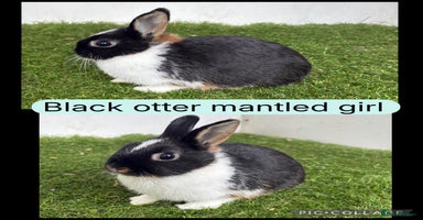 Netherland Dwarf rabbits - Advert 2