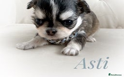 Chihuahua dogs for sale: KC rare husky marking chihuahua puppies Thai lines - Image 33