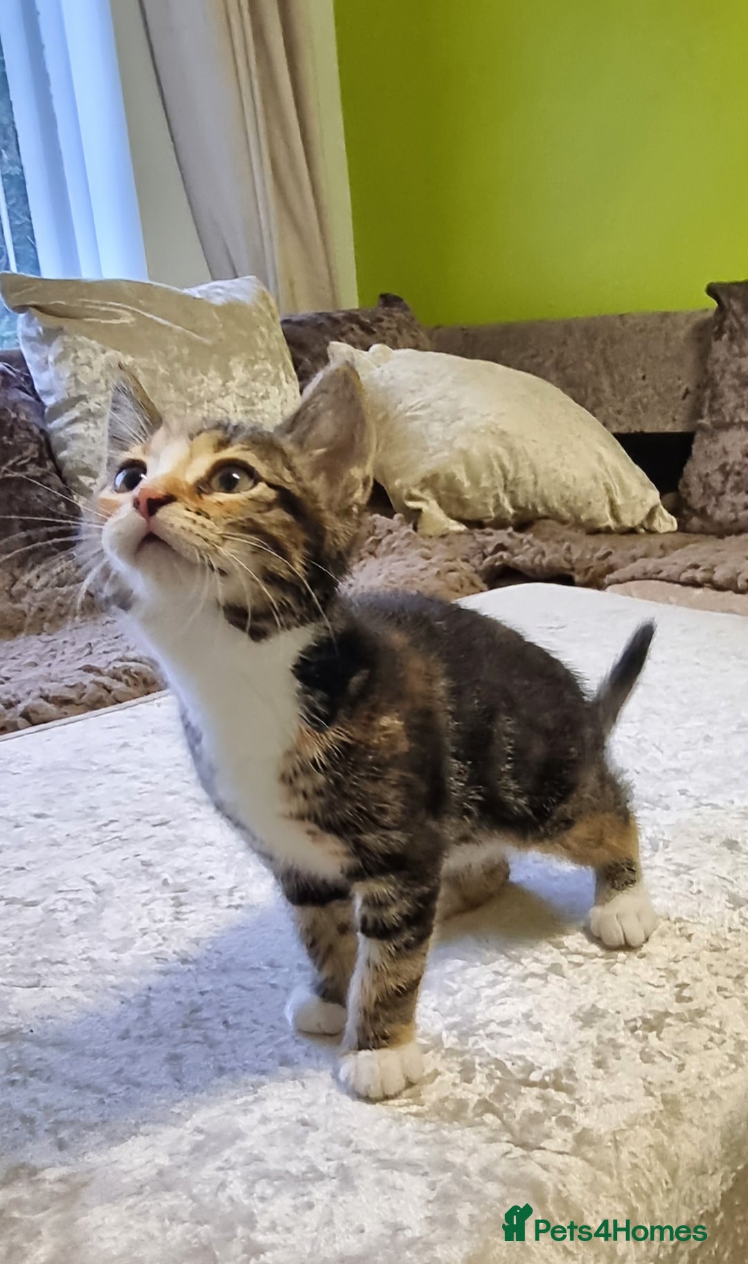 British Shorthair cats for sale: Beautiful kitten for sale - Advert 1