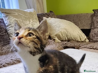 British Shorthair cats Beautiful kitten for sale - Advert 1