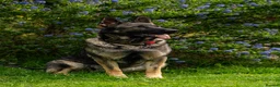 German Shepherd dogs for sale: STRAIGHT BACKED WORKING / PROTECTION DOGS - Advert 7