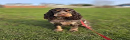 Cocker Spaniel dogs for sale: Show Type Chocolate Roan & tan female. 2 year old. - Advert 3