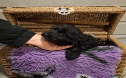 Cockapoo dogs for sale: Cockapoo pups - Advert 8