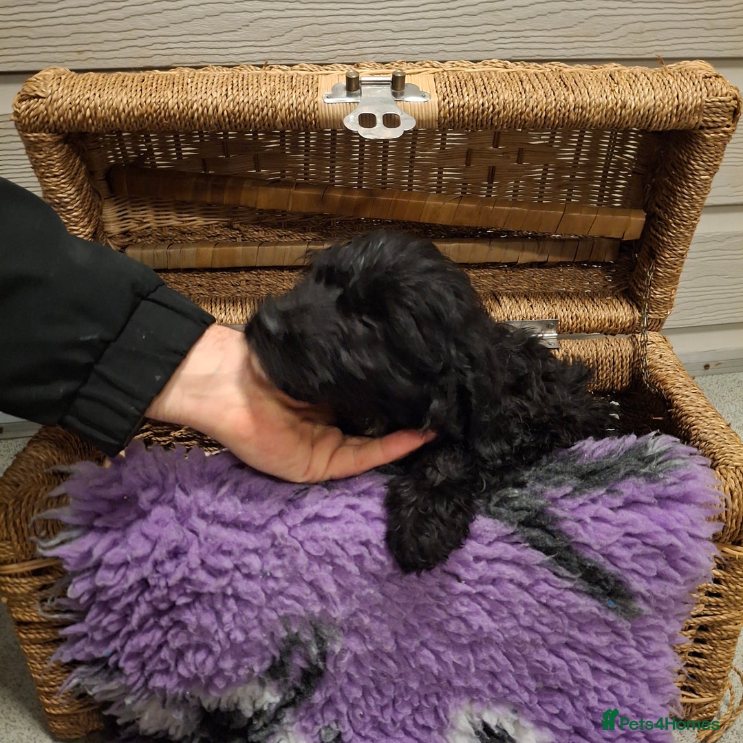 Cockapoo dogs for sale: Cockapoo pups - Advert 8