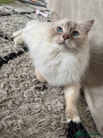 Ragdoll cats Lilac lynx ragdoll active - Advert 8