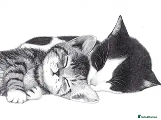 Mixed Breed cats WANTED - Looking to rehome a couple of young cats - Advert 1