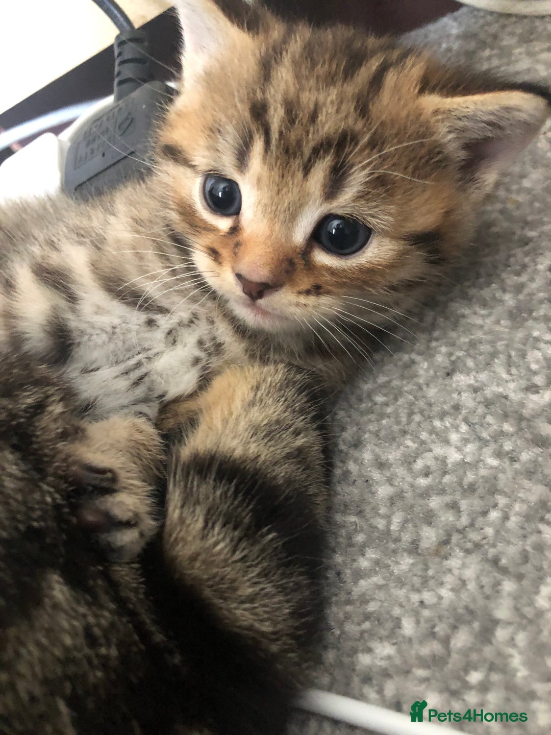 Bengal cats for sale: Kittens for sale  in Maesteg - Image 10