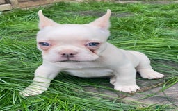 French Bulldog dogs for sale: 2 lovely French bulldog boys for sale  - Image 4