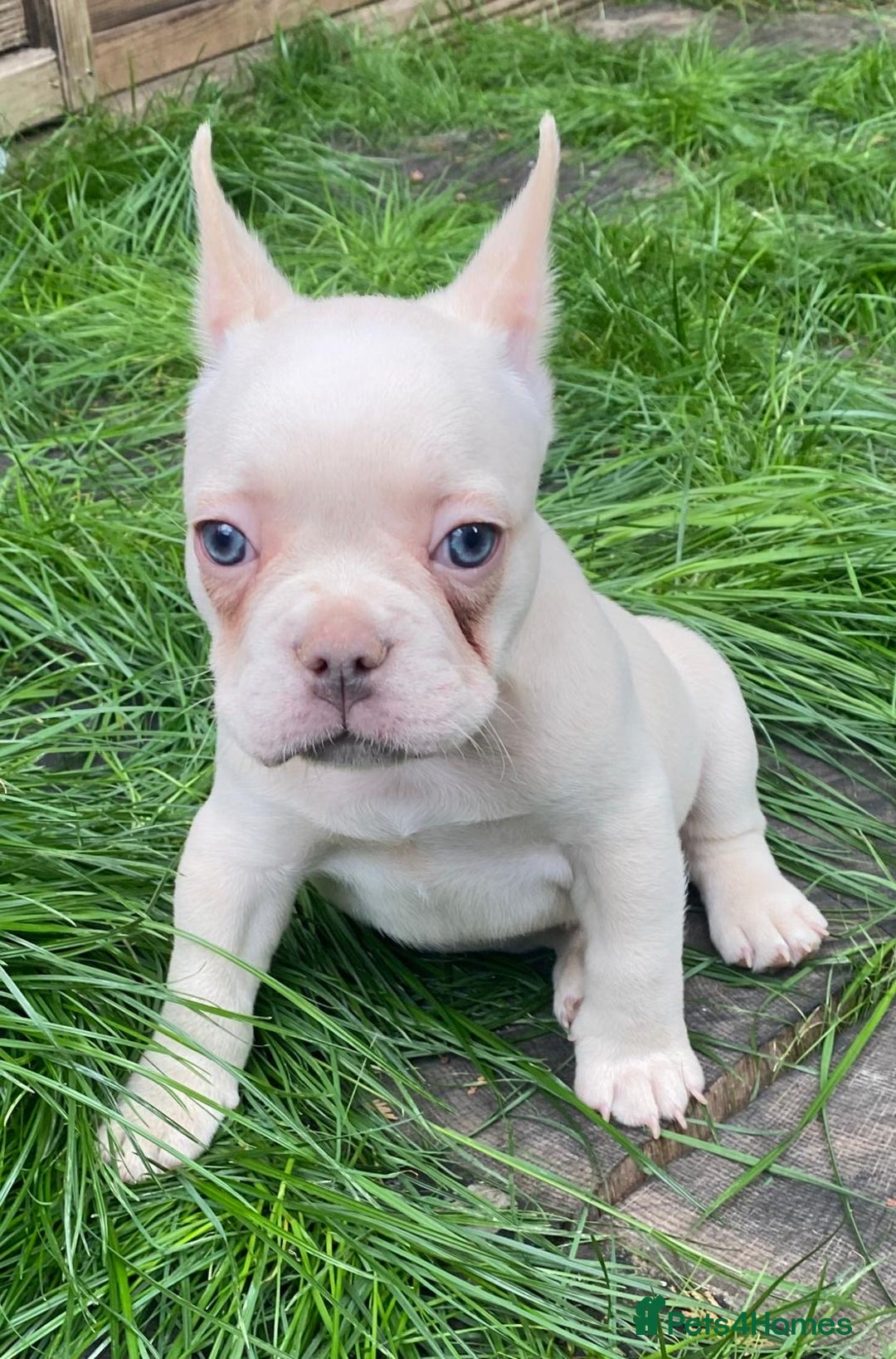 French Bulldog dogs for sale: 2 lovely French bulldog boys for sale  - Image 4