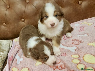 Australian Shepherd dogs - Advert 3