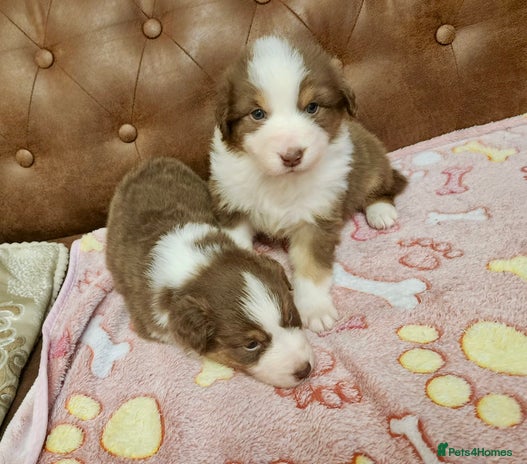 Australian Shepherd dogs - Advert 2