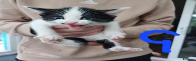Mixed Breed Kitten 4