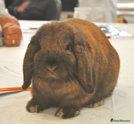 Gallery Image {{count}}