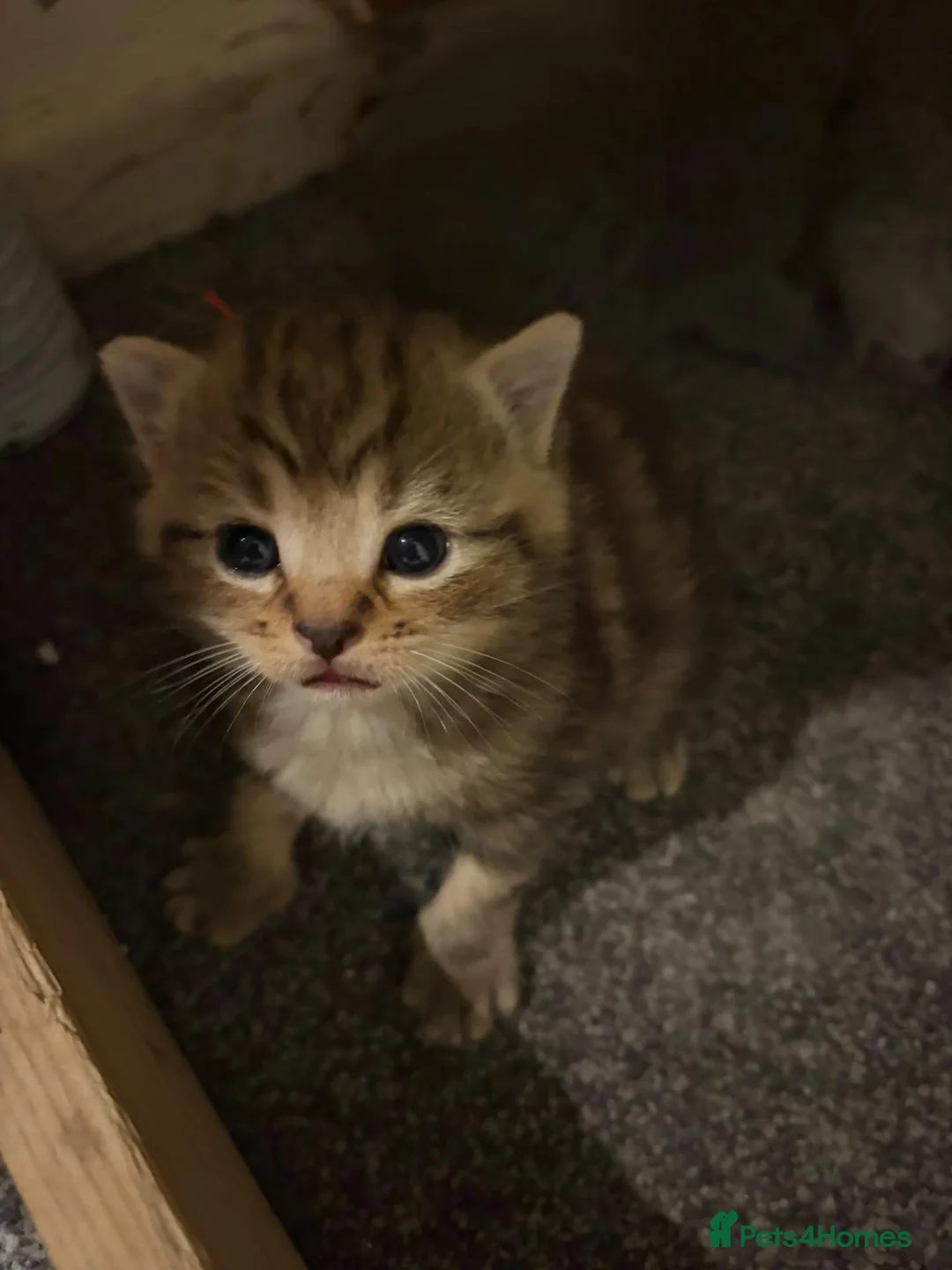 Mixed Breed cats for sale: British blue cross  in Birmingham - Advert 2
