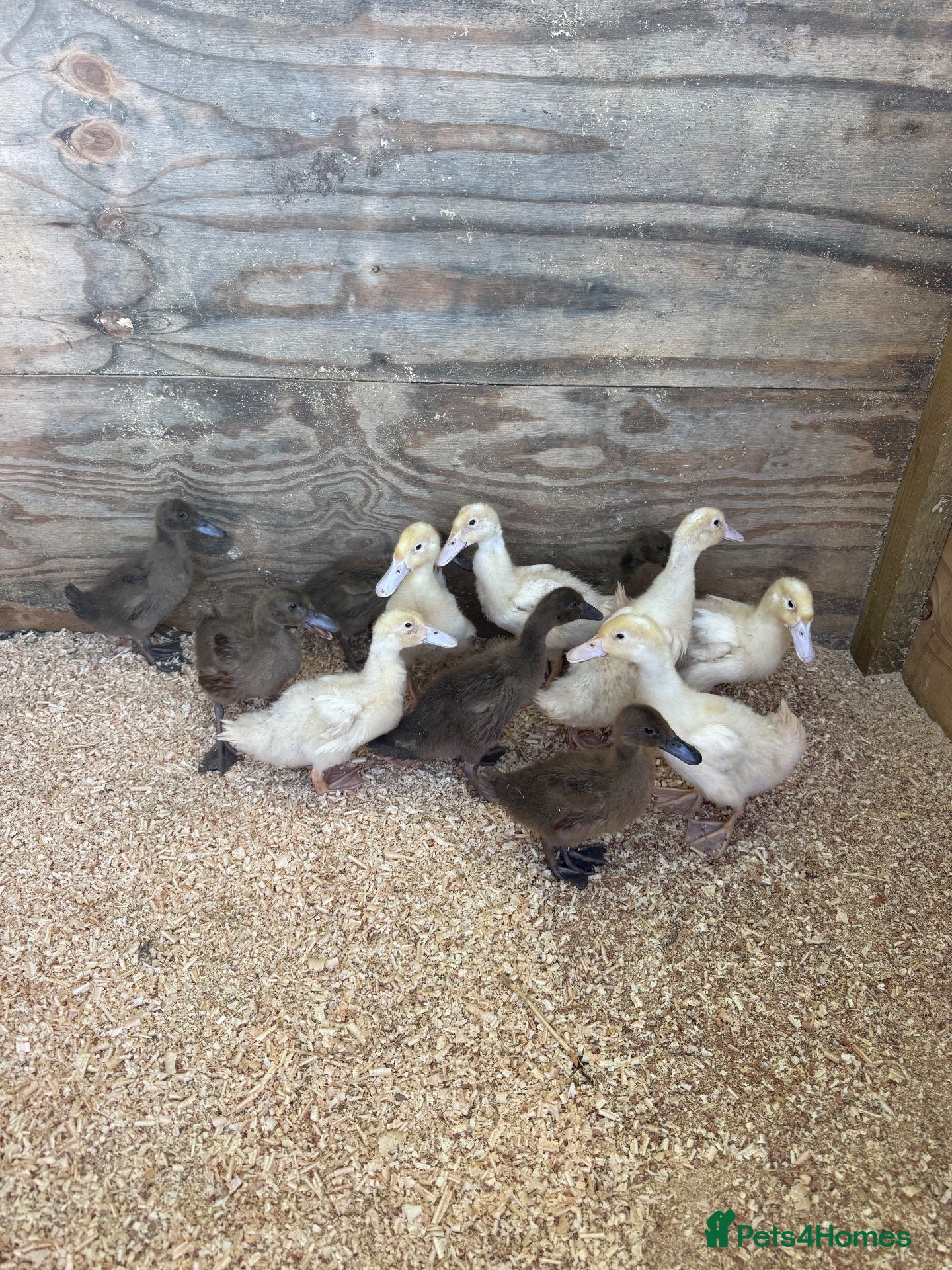 Ducks poultry  Khaki Campbell & cherry valley ducklings - Advert 8