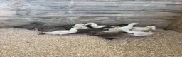 Ducks poultry for sale:  Khaki Campbell & cherry valley ducklings - Advert 1