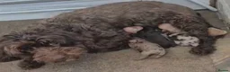 Cockapoo dogs for sale: Adorable Cockapoo puppies  - Advert 2