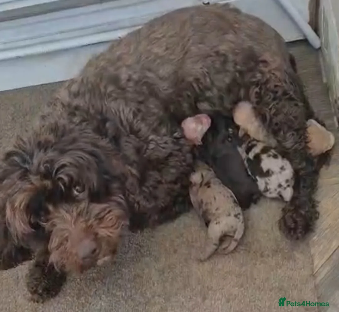 Cockapoo dogs for sale: Adorable Cockapoo puppies  - Advert 2