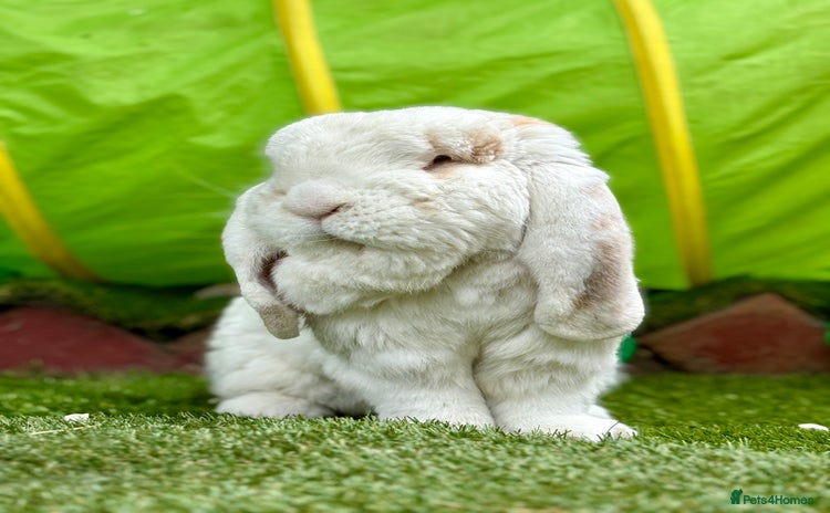 French Lop rabbits - Advert 1