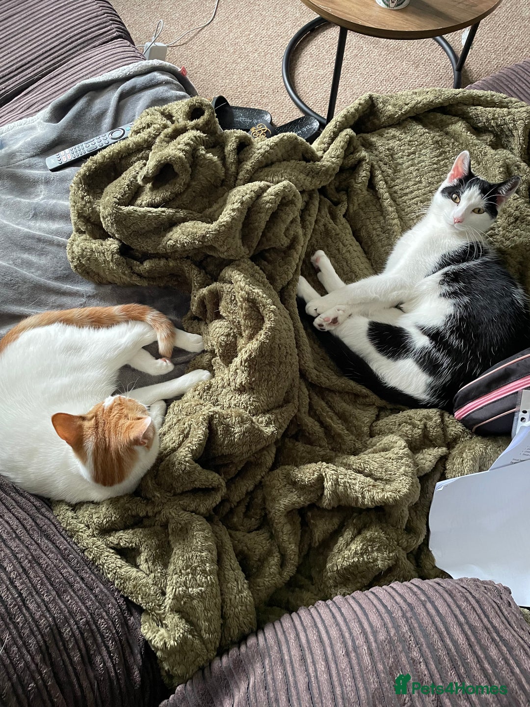 Mixed Breed cats for sale: Bellini & Martini - Image 24
