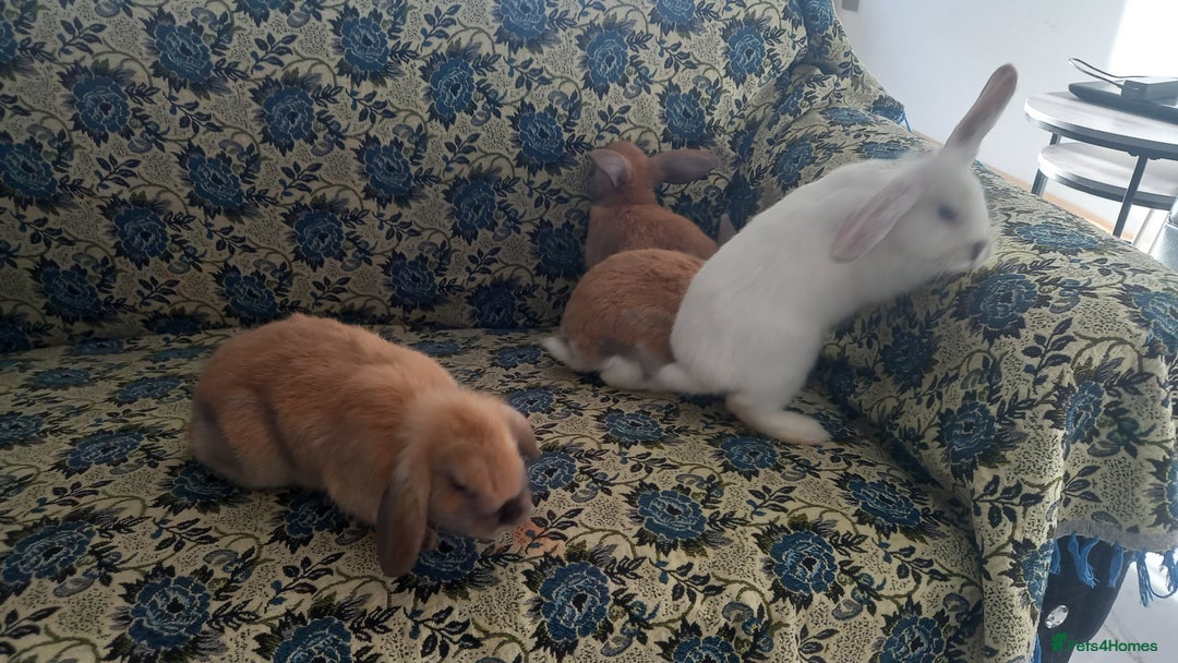 Mini Lop rabbits for sale: 4 Beautiful Mini Baby Lops  - Advert 5