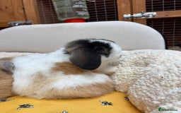 Dwarf Lop rabbits for sale: Stunning friendly dwarf lops  - Image 7