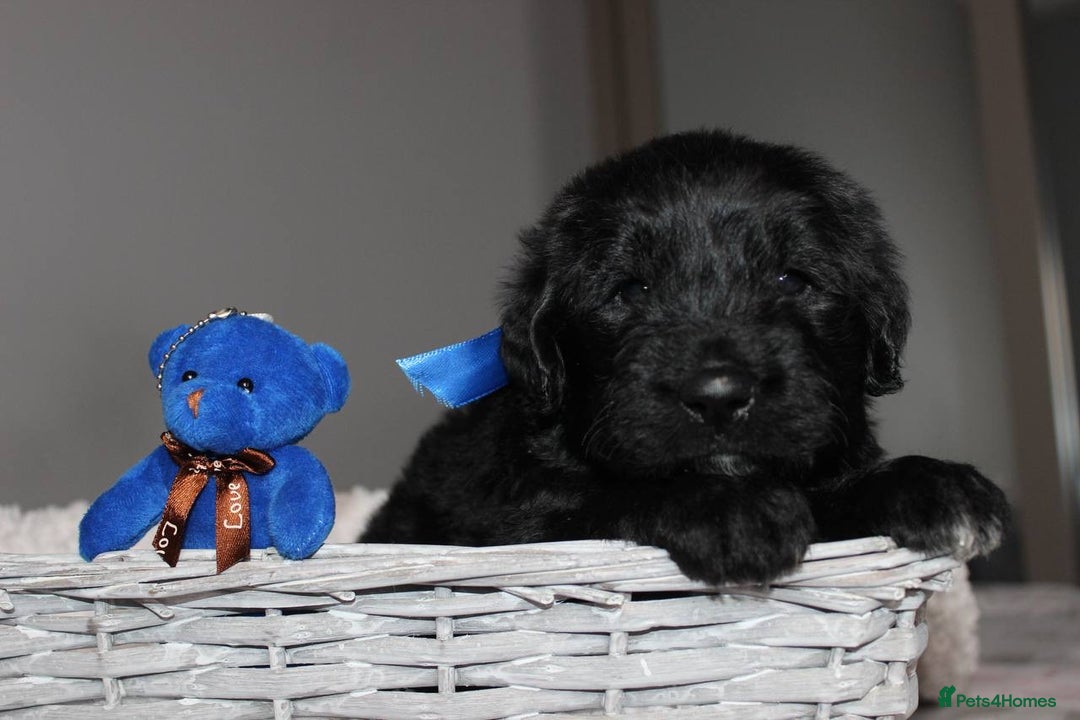 Goldendoodle dogs for sale: F1 Goldendoodle black Puppies - Advert 31