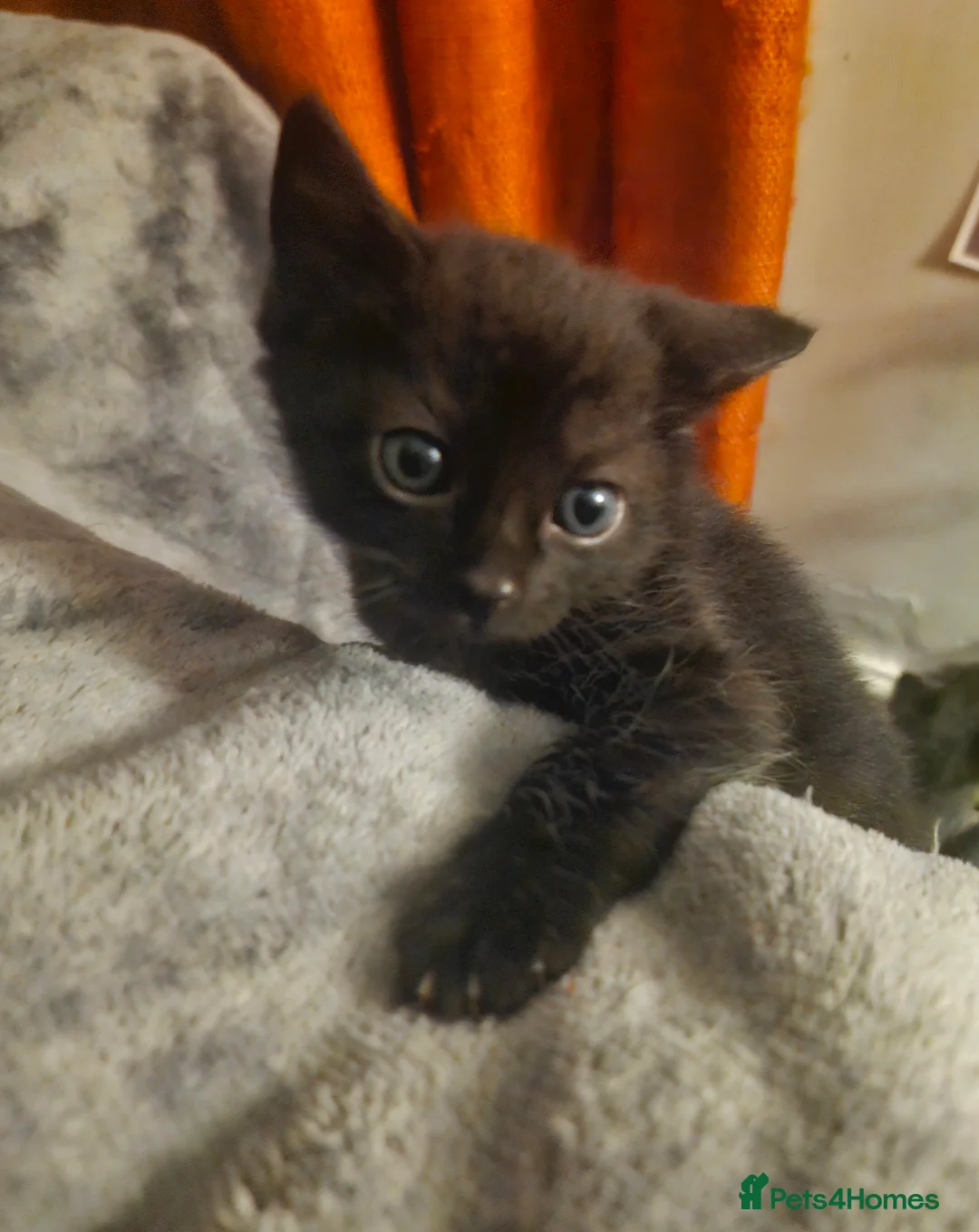 Mixed Breed cats for sale: RARE Sphynx Cross Babies - Advert 2