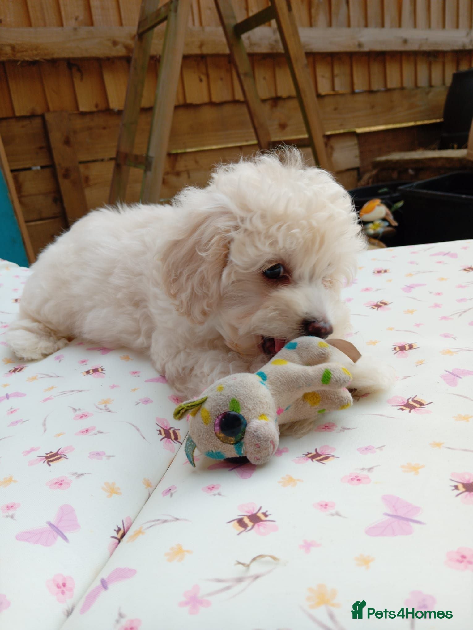 Maltipoo dogs *ready to leave*Genetically health tested maltipoo - Advert 13